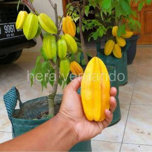 Bibit Belimbing Madu Jumbo Super Okulasi