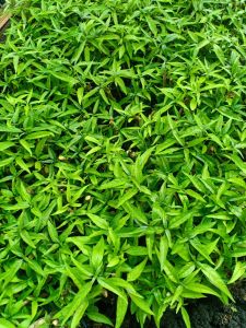 Hoàn Ngọc Trắng ( Đơn 10 Cây Giống)