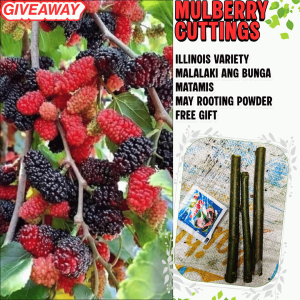Mulberry Cuttings – Healthy at Matamis ang Bunga