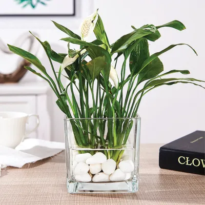 [SGLOCAL] Square Clear Glass Vase for plant/Terrarium 10cm x 10cm