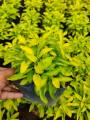 True Yellow Alternanthera with FREE garden soil (Real Plant, Indoor Plant and Limited Stock) - Plants for Sale. 
