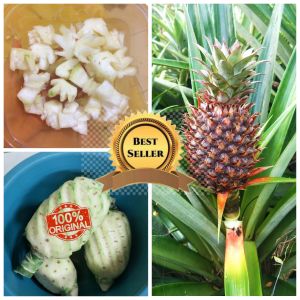 nanas muda pelancar haid ORIGINAL 100% petik kebun langsung