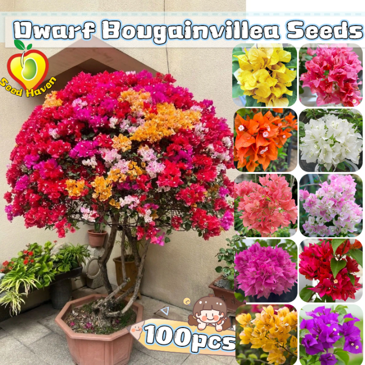 100pcs/pack Mixed Color Bougainvillea Seeds for Sale Bougainvillea Flower  Seeds for Planting and Gardening - Bonsai