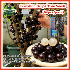 Fast Growing 80pcs Fresh Bonsai Brazillian Grape Tree Seeds for Sale Edible Sweet Jaboticaba Fruit Seeds for Planting Balcony Dwarf Jaboticaba Live Plant Seeds Tropical Jaboticaba Seeds Lipote Fruit Bearing Tree Seeds Indoor Outdoor Jaboticaba Seedlings