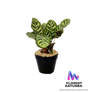 Calathea Makoyana Peacock Plant: Sudah Termasuk Pot Hitam Elegan Praktis dan Cantik!