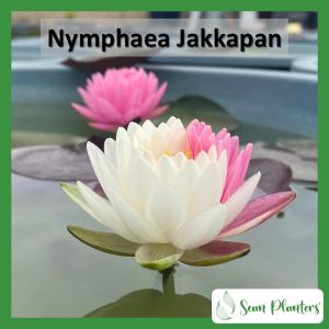 【Sean Planters】Hardy Waterlily Nymphaea Jakkapan 耐寒睡莲 莲花 Pokok Teratai Telepok Pokok Air