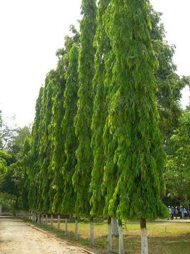 CÂY GIỐNG CÂY HOÀNG NAM - TÙNG ẤN ĐỘ, CÂY KHỎE ĐẸP