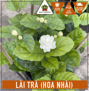 Chậu Lài Trà - Hoa Nhài - Cao tổng thể khoảng 30-40 cm - Hoa nở quanh năm - Thơm dễ chịu!