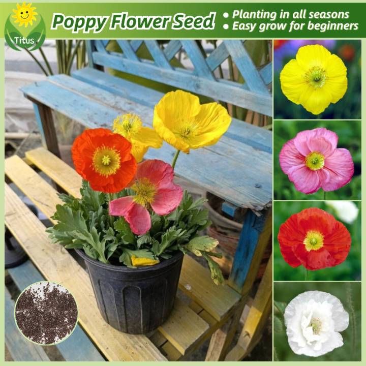 100% Legit Flanders Poppy Flower Seeds for Planting & Gardening (300pcs ...