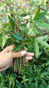 Stek Loa 10 Batang: Bahan Bonsai Berkualitas Tinggi