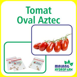 Benih Tomat Oval Aztec Unggulan Berkualitas biji bibit repack tomato merah red lonjong kecil hydroponik hidroponik tanaman sayur buah pot