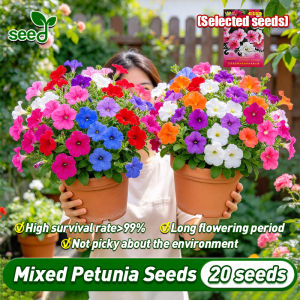 [Selected Seeds 20pcs] 100% Legit Morning glory Mixed-colors Petunia Seeds petunia flower seeds (High Germination) Mixed Colors Morning Glory Seeds Garden Bonsai Flower Plant Seed Indoor Seeds Bonsai Petunia Flower Plant Seeds Garden Easy To Grow Flowers