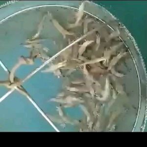 จุลินทรีย์ลดตะกอน 1ซอง100กรัม ใช้ลดตะกอนอินทรีย์แนะนำใช้ร่วมกับปม.2ใช้ง่ายไม่ต้องเสียเวลาขยายเชื้อ จุลินทรีย์น้ำใส จุลินทรีย์ จุลินทรีย์ปม. จุลินทรีย์บำบัดน้ำเสีย ทรีอีโค่1