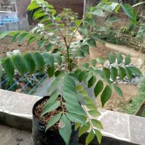 pohon DAUN KARI
