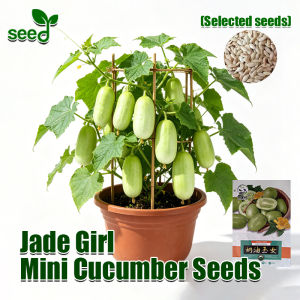 [Fast Growing] 100% Original 10pcs Jade Girl Mini Cucumber Seeds for Planting Golden Boy Gherkin Seed Dutch Baby Cucumber Seeds Pipino Vegetable Seeds Condor Seeds Fruit Cucumber Seedling Balcony Potted Live Plant Organic Vegetable Plants Indoor Plant