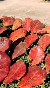 ❤ ใบหูกวางสีแดงเข้ม ใบใหญ่ สารแทนนินสูงที่สุด ประโยชน์ต่อปลา