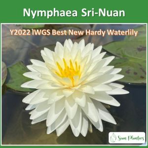 Sean Planters’ Hardy Water Lily Nymphaea Sri-Nuan Live Plant Water Plants Pokok Bunga Teratai Hidup 耐寒睡蓮花莲花睡莲花苗