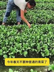 Meat and vegetables 35 Can be harvested on any day resistant to cold and heat suitable for planting vegetables and lettuce in spring autumn and all four seasons