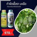 มะเขื่อ ผลร่วง ใบไหม้ กำจัดโรคมะเขือ จากเชื้อราต่างๆ ปลอดสารพิษ ไอเอส และ FK-T(ใช้ได้ทุกพืช)โดย FK. 