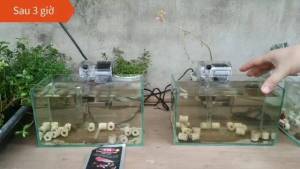 Men Vi Sinh Làm Trong Nước TN1A (10g) - Phân Hủy Thức Ăn Thừa Xử Lý Nước Hồ Cá Cảnh