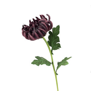 ดอกฟูจิมัม ดอกไม้ประดิษฐ์เกรดพรีเมี่ยม Artificial Fuji Mum Stem ดอกไม้ประดิษฐ์ ดอกฟูจิมูม ราคาที่สุด