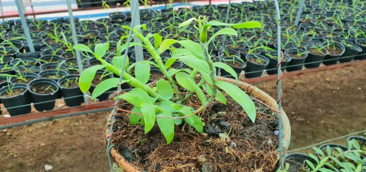 Lan%20phi%20%C4%91i%E1%BB%87p%20%C4%91%E1%BB%99t%20bi%E1%BA%BFn%205%20C%C3%81NH%20TR%E1%BA%AENG%20B%E1%BA%A2O%20DUY%20-%20Image%205