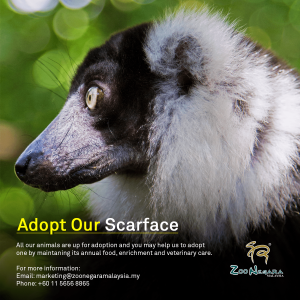 Zoo Negara - Adopt our Scarface