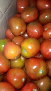 tomat merah segar/ tomat merah fresh 1 kg