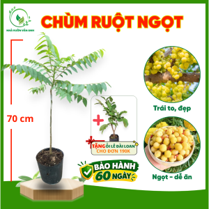 Cây Giống Chùm Ruột Ngọt - Trái Sai Vị Ngọt - Cực Dễ Trồng - Cây Trồng Chậu - Cây Giống Vân Anh