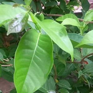 Daun salam segar asli 100% 250 gram