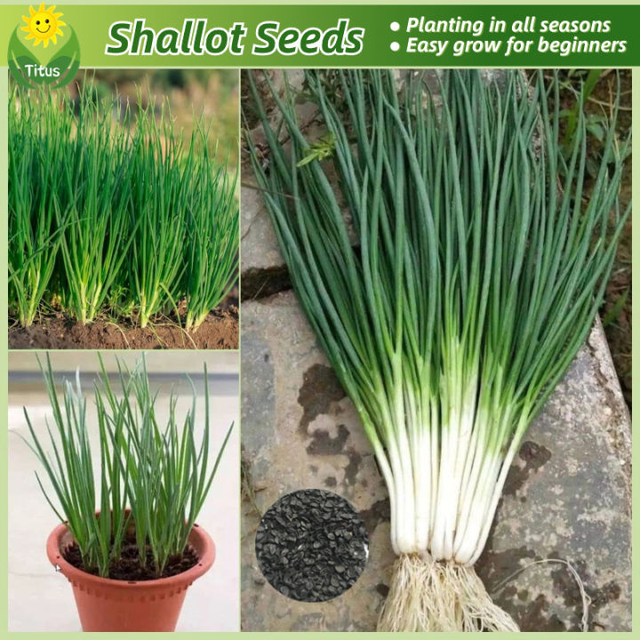 100% Legit Fresh Organic Shallots Seeds Vegetable Seeds for Planting ...