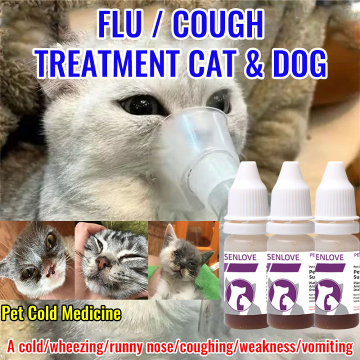 Cat Nose How To Treat A Kitty Cold Runny Nose What To Do For A Kitty