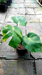 Tanaman Hias Monstera Deliciosa King
