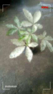 Variegated Money Tree Albo: A Guide to Growing Live Money Trees