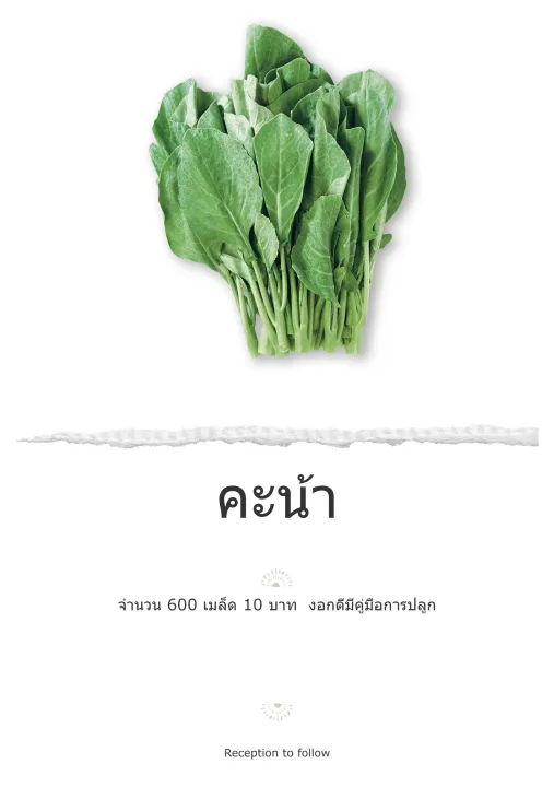 เมล็ดพันธุ์ผักคะน้าพันธุ์พื้นบ้าน 10 แถม 1 งอกดี มีคู่มือปลูก