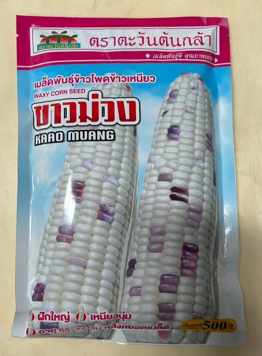 เมล็ดพันธุ์ข้าวโพดข้าวเหนียวขาวม่วง บจ.แอ๊ดว้านซ์ 500 กรัม