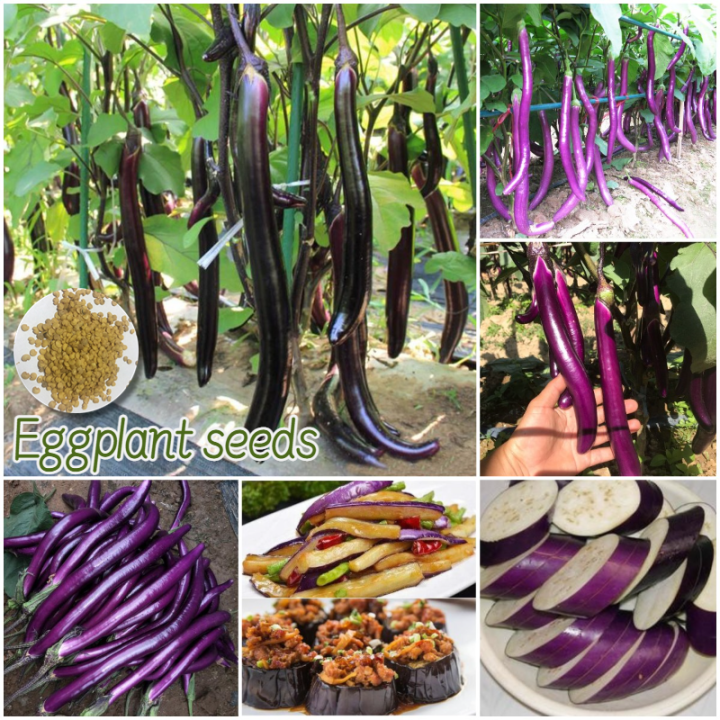 tahan cuaca panas dataran rendah🌱isi 50 biji🌱terong ungu eggplant seeds ...