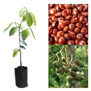 Bibit Jengkol Terpopuler Terviral