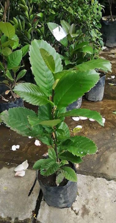 Katmon fruit seedling | Lazada PH