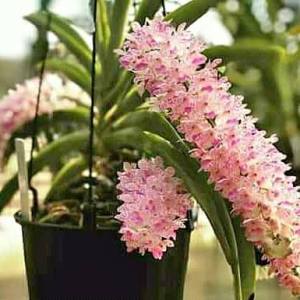 anggrek retusa ekor tupai DEWASA TERMURAH