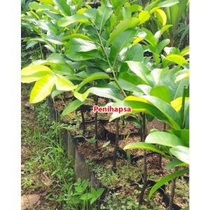 Bibit Black Sapote Unggul