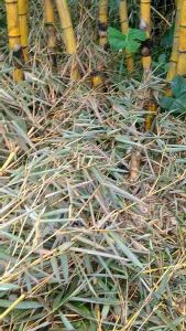 Rebung bambu kuning organik asli segar baru petik untuk kanker liver imunitas kolesterol
