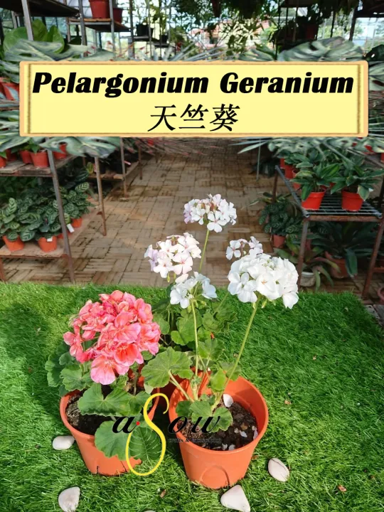 [LIVE PLANT] Pelargonium Geranium 天竺葵 (Randomly) | Lazada