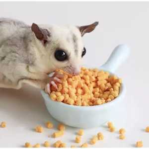 Sugar Glider Egg Yolk Seed