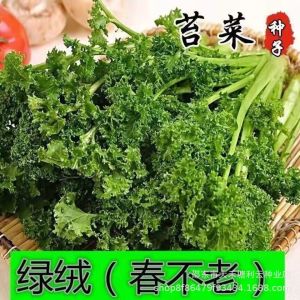 [ Really delicious green velvet ] Green Velvet Spring Evergreen Cauliflower Leafy Greens Vegetables for Planting in All Seasons