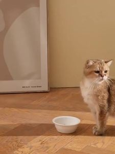 Automatic Feeder Cat Dog Dual-Use Double Bowl Neck Protection Food Bowl Drinking Water Eating Integrated 304 Stainless Steel Version