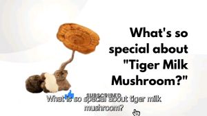 Tiger Milk Mushroom with Chuan Bei Cendawan Susu Harimau (Fritillaria cirrhosa) 100 capsule per bottle! price for 1 bottle!