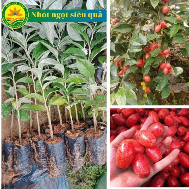 Cây giống nhót ngọt chuẩn giống 100 %, cây siêu trái dễ trồng, cây phù ...