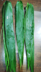 Fresh Dumpling Leaves -( Organic) [EJS]