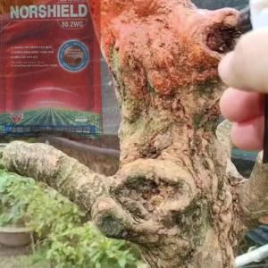 NORSHIELD 86.2 WG HỢP TRÍ 50gr (ĐỒNG ĐỎ HỢP TRÍ) pha 10 Lít nước quét thân cây an toàn không nóng cây